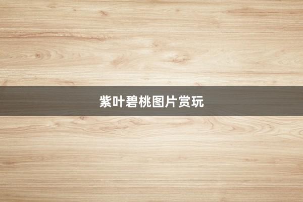 紫叶碧桃图片赏玩